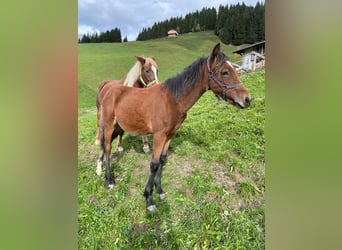 Welsh C (of Cob Type), Stallion, Foal (05/2023), 14.1 hh, Brown