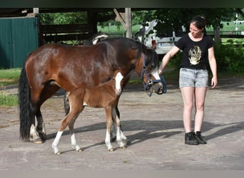 Welsh C (of Cob Type), Stallion, Foal (06/2023), Brown
