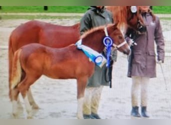 Welsh C (of Cob Type), Stallion, Foal (05/2023), Chestnut-Red