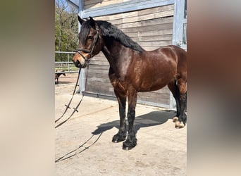 Welsh-C, Castrone, 10 Anni, 148 cm, Baio scuro