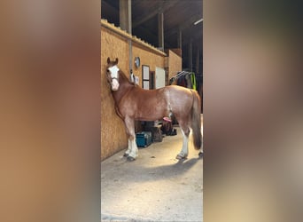 Welsh-C, Castrone, 12 Anni, 147 cm, Sauro