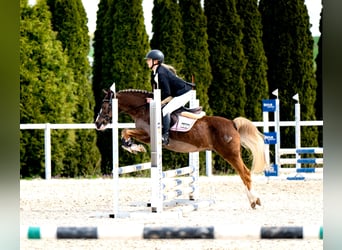 Welsh-C, Castrone, 14 Anni, 134 cm, Sauro