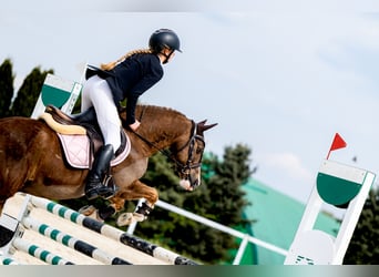 Welsh-C, Castrone, 14 Anni, 134 cm, Sauro