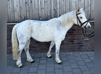 Welsh-C, Castrone, 16 Anni, 131 cm, Grigio pezzato