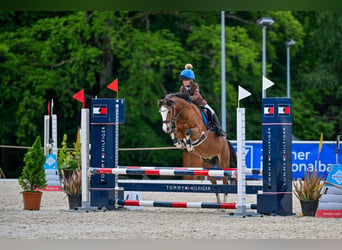 Welsh-C, Castrone, 16 Anni, 137 cm, Baio