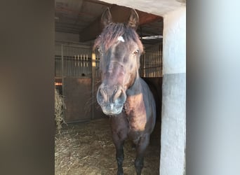 Welsh-C, Castrone, 18 Anni, 139 cm, Morello