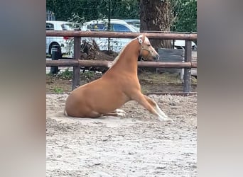 Welsh-C, Castrone, 20 Anni, 130 cm, Palomino