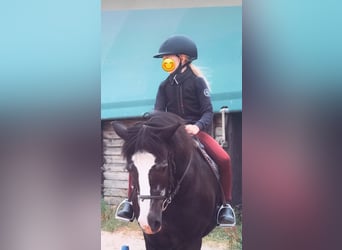 Welsh-C Mix, Castrone, 22 Anni, 130 cm, Morello