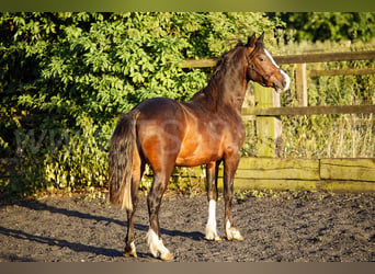 Welsh-C, Castrone, 2 Anni, 140 cm, Baio