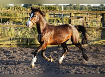 Welsh-C, Castrone, 2 Anni, 140 cm, Baio