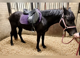 Welsh-C Mix, Castrone, 3 Anni, 144 cm, Morello