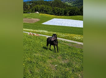 Welsh-C Mix, Castrone, 4 Anni, 128 cm, Morello