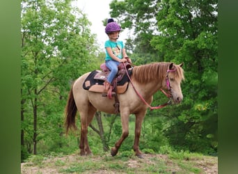 Welsh-C, Castrone, 5 Anni, 124 cm, Champagne