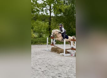 Welsh-C, Castrone, 5 Anni, 132 cm, Palomino