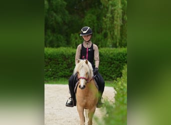 Welsh-C, Castrone, 5 Anni, 132 cm, Palomino
