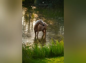 Welsh-C, Castrone, 5 Anni, 133 cm, Palomino
