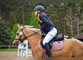 Welsh-C, Castrone, 5 Anni, 136 cm, Palomino