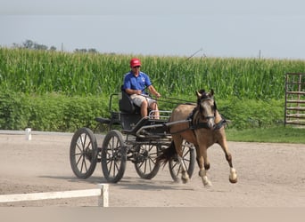 Welsh-C, Castrone, 5 Anni, 142 cm, Pelle di daino