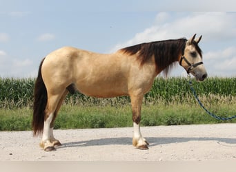 Welsh-C, Castrone, 5 Anni, 142 cm, Pelle di daino