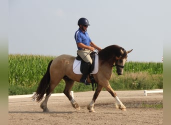 Welsh-C, Castrone, 5 Anni, 142 cm, Pelle di daino