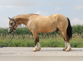 Welsh-C, Castrone, 5 Anni, 142 cm, Pelle di daino