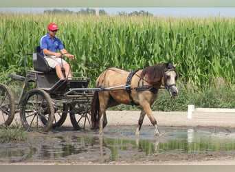 Welsh-C, Castrone, 5 Anni, 142 cm, Pelle di daino