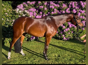 Welsh-C, Castrone, 5 Anni, 149 cm, Baio
