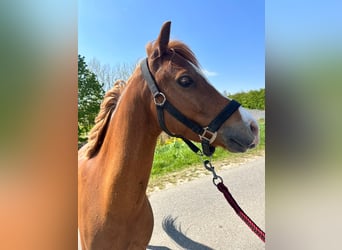Welsh-C, Castrone, 6 Anni, 130 cm, Sauro