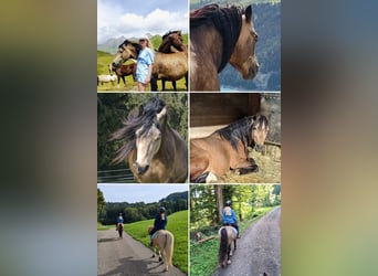 Welsh-C, Castrone, 6 Anni, 136 cm, Falbo