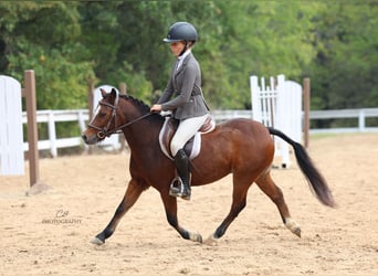 Welsh-C, Castrone, 7 Anni, 112 cm, Baio ciliegia