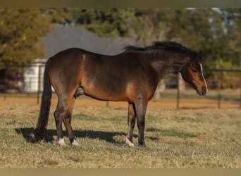 Welsh-C, Castrone, 7 Anni, 112 cm, Baio ciliegia