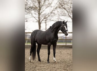 Welsh-C, Castrone, 7 Anni, 137 cm, Morello