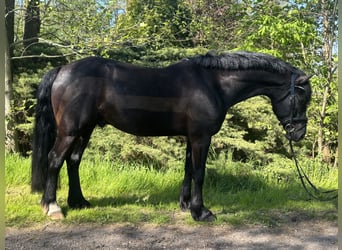 Welsh-C, Castrone, 7 Anni, 148 cm, Morello