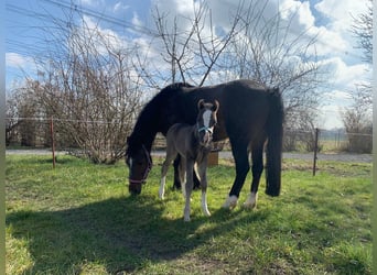 Welsh-C, Étalon, 1 Année, 134 cm, Noir