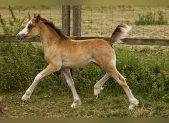 Welsh-C, Étalon, 1 Année, 135 cm, Bai