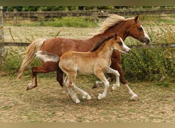 Welsh-C, Étalon, 1 Année, 135 cm, Bai