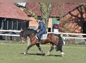 Welsh-C, Étalon, 5 Ans, 140 cm, Bai cerise
