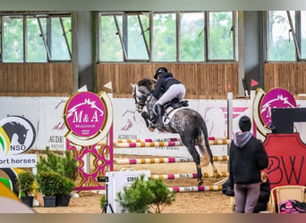 Welsh-C Croisé, Étalon, 7 Ans, 138 cm, Gris pommelé