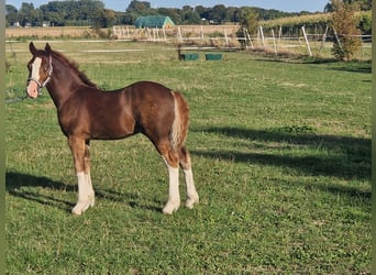 Welsh-C, Étalon, Poulain (05/2026), 136 cm, Alezan brûlé