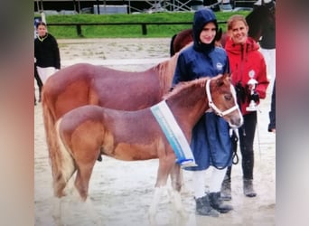 Welsh-C, Étalon, Poulain (05/2023), Alezan