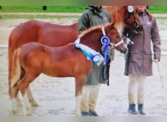 Welsh-C, Étalon, Poulain (05/2023), Alezan