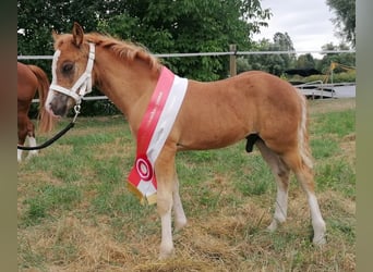 Welsh-C, Étalon, Poulain (05/2023), Alezan