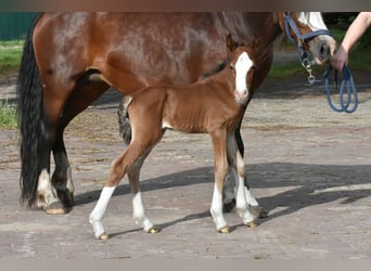 Welsh-C, Étalon, Poulain (06/2023), Bai