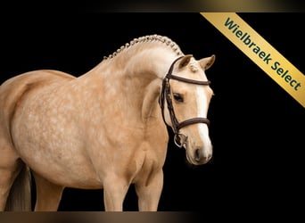 Welsh-C, Giumenta, 10 Anni, 136 cm, Palomino