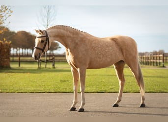 Welsh-C, Giumenta, 10 Anni, 136 cm, Palomino