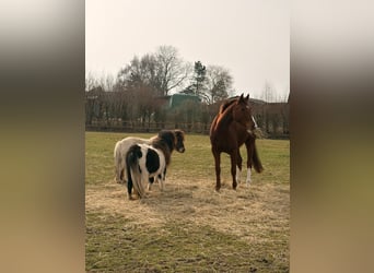Welsh-C, Giumenta, 10 Anni, 153 cm, Sauro