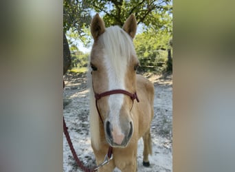 Welsh-C, Giumenta, 11 Anni, 127 cm, Palomino