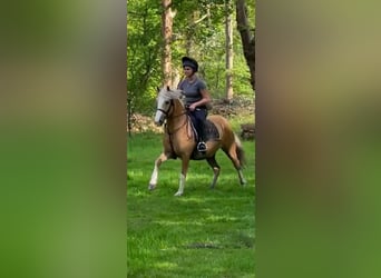 Welsh-C, Giumenta, 11 Anni, 133 cm, Palomino