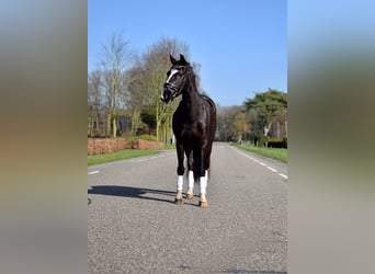 Welsh-C, Giumenta, 14 Anni, 133 cm, Morello