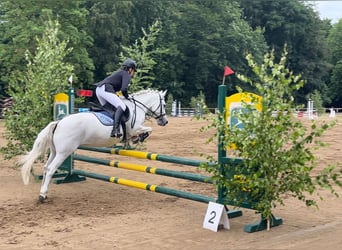 Welsh-C, Giumenta, 16 Anni, 134 cm, Grigio